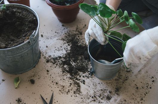 woman hands repotting house plant. indoor photo. High quality photo