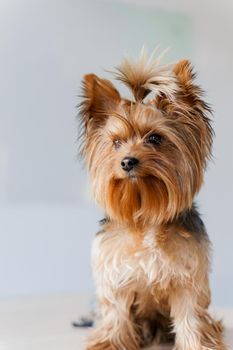 Cute yorkshire terrier named Ted is sitting on a white background. Portrait of adorable dog. A little lovely dog is smiling