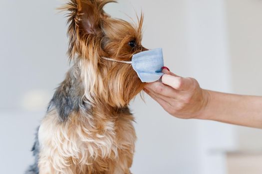 Dog in a surgical medical mask. Put medical mask on cute yorkshire terrier on a white background. Pet care and coronavirus protection. Veterinary clinic