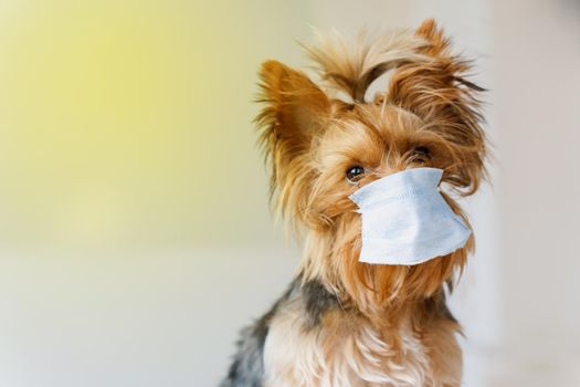 Cute puppy in surgical mask for coronavirus prevention in front of white background. Pandemic. Health care dog concept. Yorkshire terrier in medical mask.