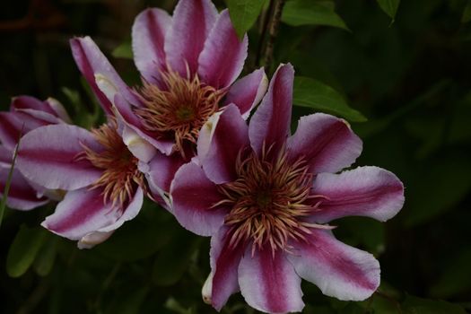 Purple flower blossom close up Clematis viticella family ranunculaceae botanical high quality big size print