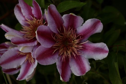 Purple flower blossom close up Clematis viticella family ranunculaceae botanical high quality big size print