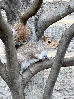 Little squirrel on a tree at Central Park, New York.