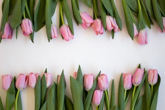 Pink tulips on gray abstract background. Flat lay. Top view. Spring concept. Flowers aestetic.