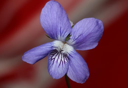 Purple flowering blossom close up viola riviviana family violaceae botanical high quality big size print modern background