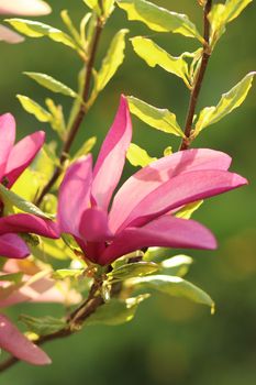 Closeup of pink magnolia flowers outdoors in spring time on defocused green leaves background. Shallow focus
