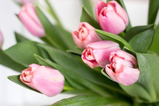 Pink tulips on gray abstract background. Flat lay. Top view. Spring concept. Flowers aestetic.