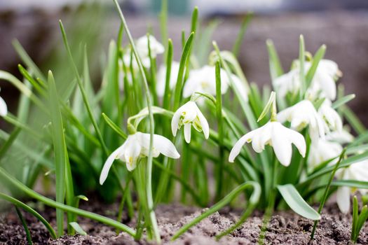 Close up of common snowdrops in bloom. High quality photo.