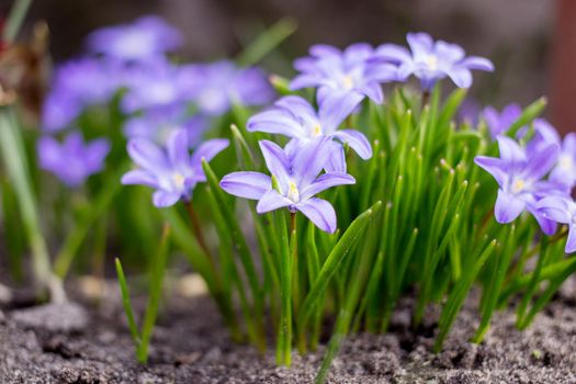 Blue scylla flowers in the early spring with slightly unfocused background. High quality photo.