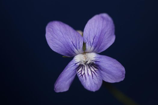 Purple flowering blossom close up viola riviviana family violaceae botanical high quality big size print modern background