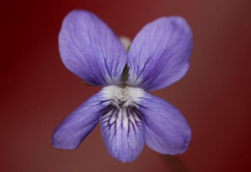 Purple flowering blossom close up viola riviviana family violaceae botanical high quality big size print modern background