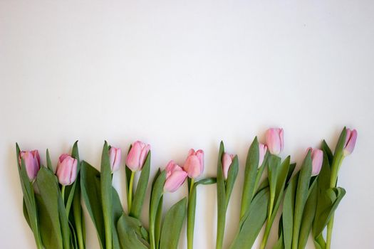 Pink tulips on gray abstract background. Flat lay. Top view. Spring concept. Flowers aestetic.
