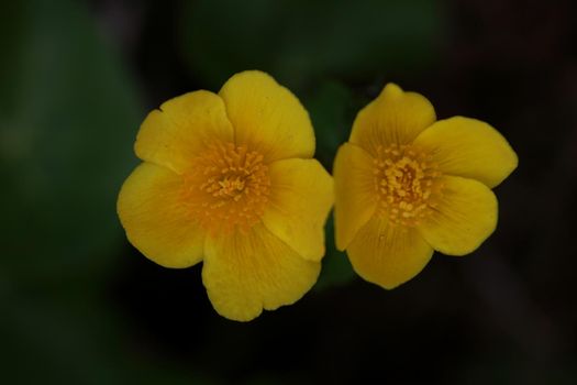 Yellow flower close up background Caltha palustris family ranunculaceae blossoming botanical modern high quality big size prints