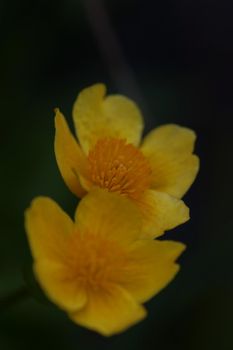 Yellow flower close up background Caltha palustris family ranunculaceae blossoming botanical modern high quality big size prints