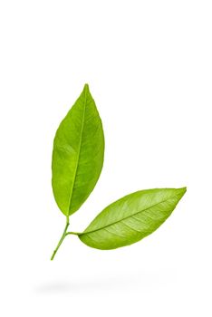 Mandarin leaves. Green leaves of a tangerine tree on a white isolated background. Two leaves dangle casting a shadow.