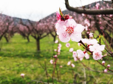 Young pink spring flowers of peach trees on southern plantations