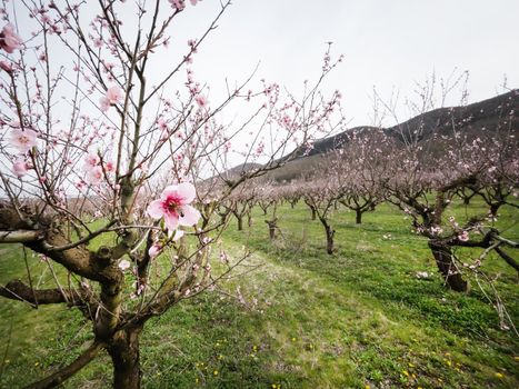 Young pink spring flowers of peach trees on southern plantations