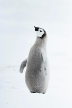 One Emperor Penguin chick close up ,at Snow Hill Antarctica 2018