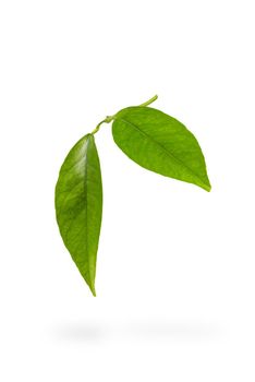 Mandarin leaves. Green leaves of a tangerine tree on a white isolated background. Two leaves dangle casting a shadow.