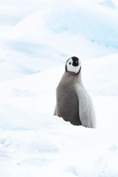 One Emperor Penguin chick close up , at Snow Hill Antarctica2018