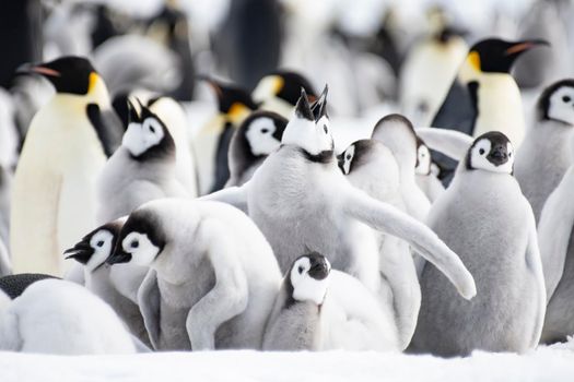 Emperor Penguins colony with chicks at Snow Hill Antarctica 2018