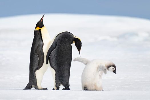Two Emperor Penguins with chick at Snow Hill, Antarctica2018