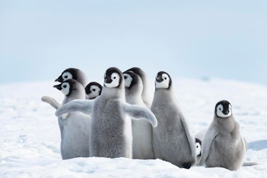 Emperor Penguins chicks on the ice at Snow Hill Antarctica 2018