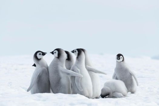 Emperor Penguins chicks at Snow Hill Antarctica 2018