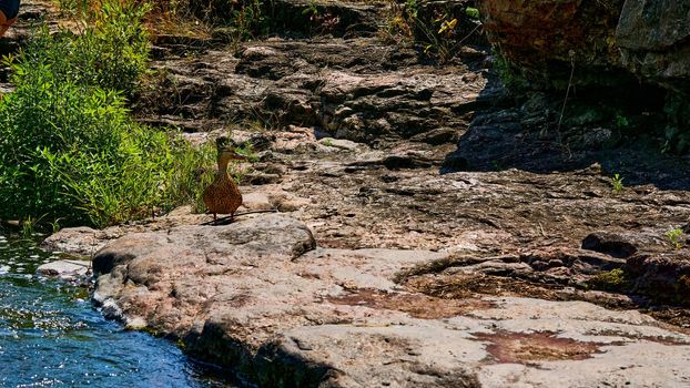 a waterbird with a broad blunt bill, short legs, webbed feet, and a waddling gait.Wild brown duck walking on volcanic rocks. High quality photo