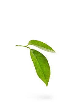 Mandarin leaves. Green leaves of a tangerine tree on a white isolated background. Two leaves dangle casting a shadow.