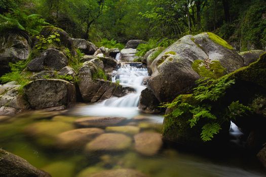 Natural river running through the forest