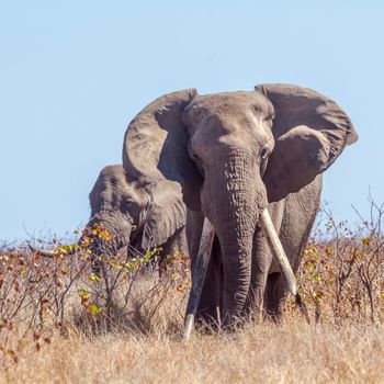 African bush elephant in Kruger National park, South Africa ; Specie Loxodonta africana family of Elephantidae