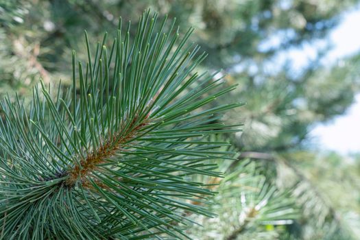 branches of coniferous trees close up as a background. High quality photo