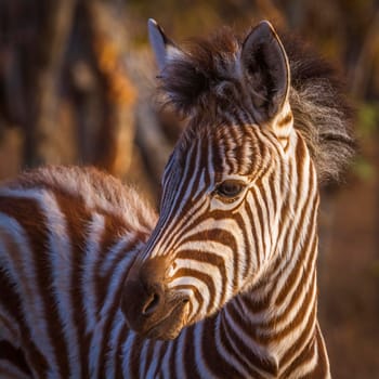 Plains zebra in Kruger National park, South Africa ; Specie Equus quagga burchellii family of Equidae