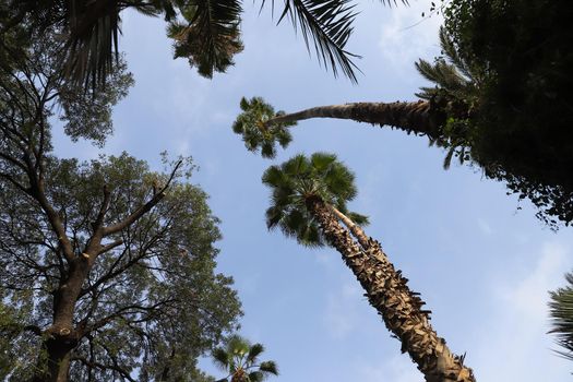 Palms in Majorelle Garden in Marrakech City, Morocco