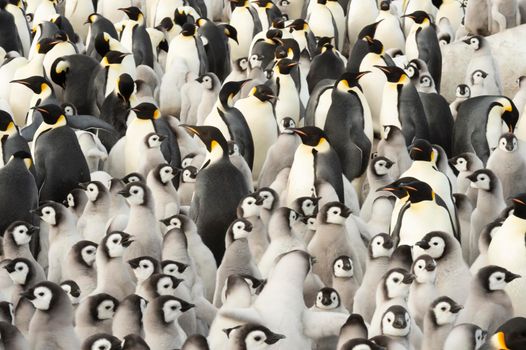 Emperor Penguins with chicks at Snow Hill, Antarctica 2018