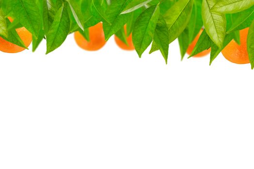 Tangerines in leaves are arranged in a row on a white background. Mandarin tree leaves with tangerines for label printing or design.