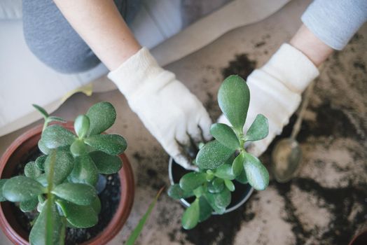 woman hands repotting house plant. indoor photo. High quality photo