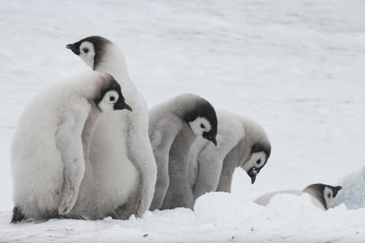 Emperor Penguins chicks at Snow Hill Antarctica 2018