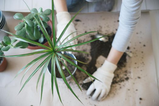 woman hands repotting house plant. indoor photo. High quality photo