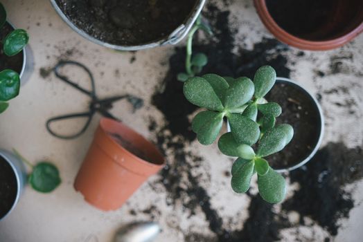 woman hands repotting house plant. indoor photo. High quality photo