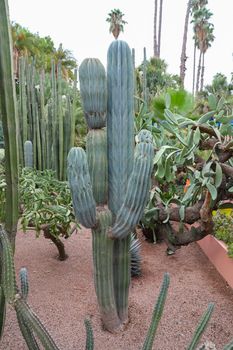Cactuses in Majorelle Garden in Marrakech City, Morocco