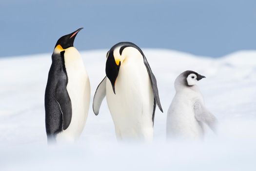 Two Emperor Penguins with chick at Snow Hill, Antarctica2018