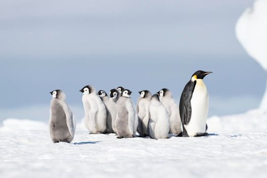 Emperor Penguin with chicks at Snow Hill, Antarctica2018