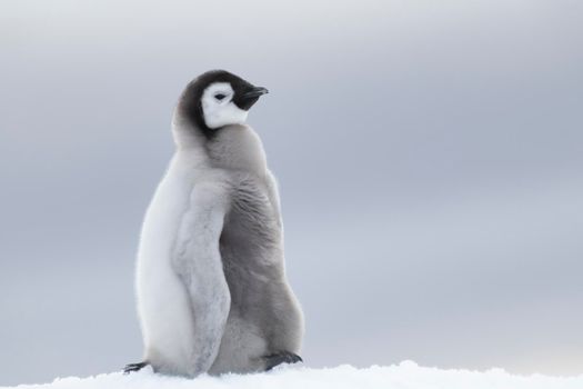 One Emperor Penguin chick close up ,at Snow Hill Antarctica2018