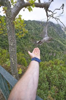 nice mountains in Madeira island . High quality photo