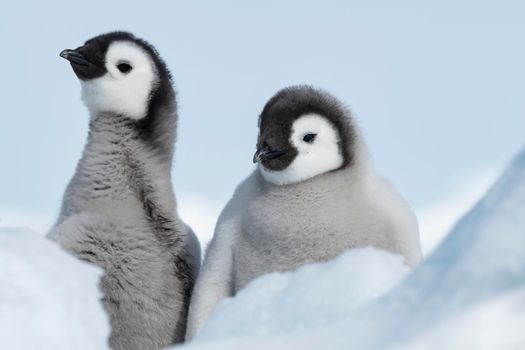 Two Emperor Penguins chicks at Snow Hill Antarctica 2018
