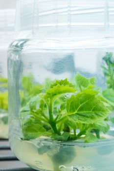 Micropropagation of plants in laboratory under artificial lighting. Plant tissue culture. Cloned plants in magenta bottle with nutrient medium.