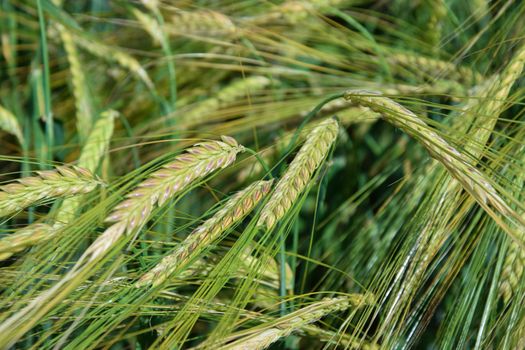 Green wheat ears, barley, in the summer in the field. Concept of organic farming. Agro business, agricultural issues. Grain harvesting.