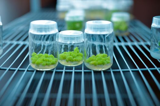 Plant callus tissue culture, biology science for plant regeneration. In vitro growth medium. Various plants cultivated in vitro in dishes and tubes in nutrient medium, biotechnology concept.